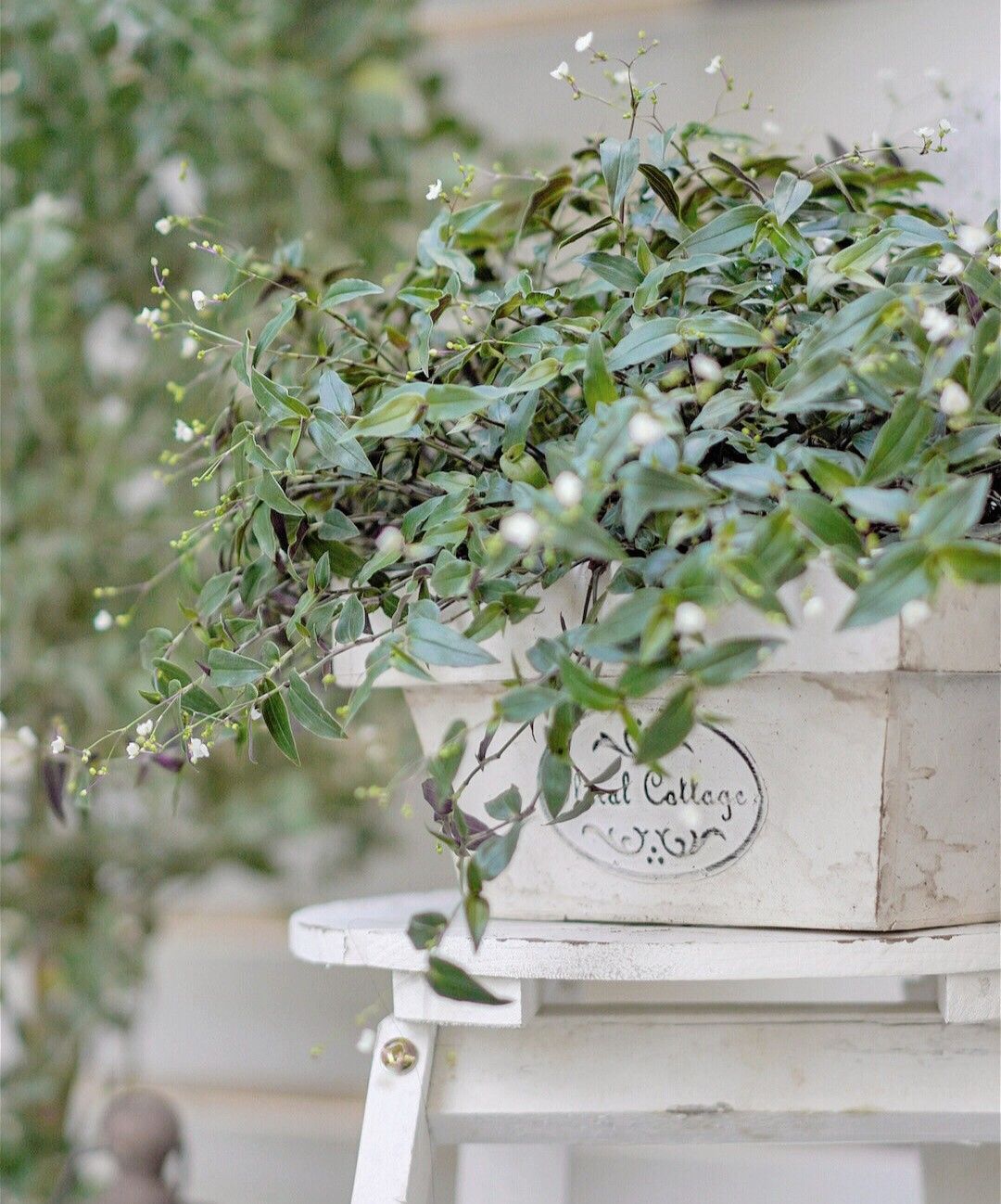 Chỉ vỏn vẹn 20m2 nhưng khu vườn sân thượng của đôi vợ chồng này như 1 "xứ sở thần tiên" thu nhỏ! - Ảnh 5.