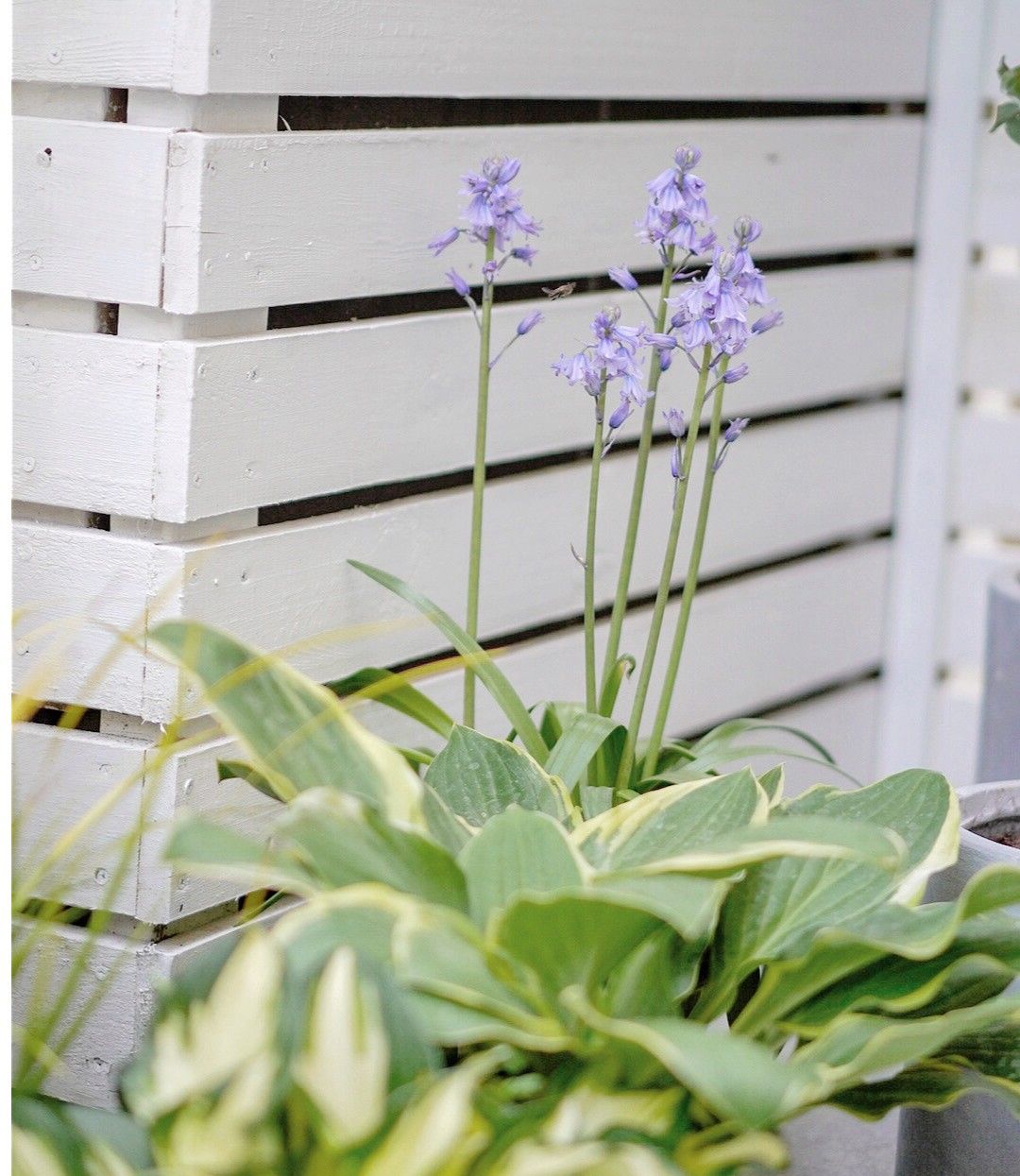 Chỉ vỏn vẹn 20m2 nhưng khu vườn sân thượng của đôi vợ chồng này như 1 "xứ sở thần tiên" thu nhỏ! - Ảnh 6.