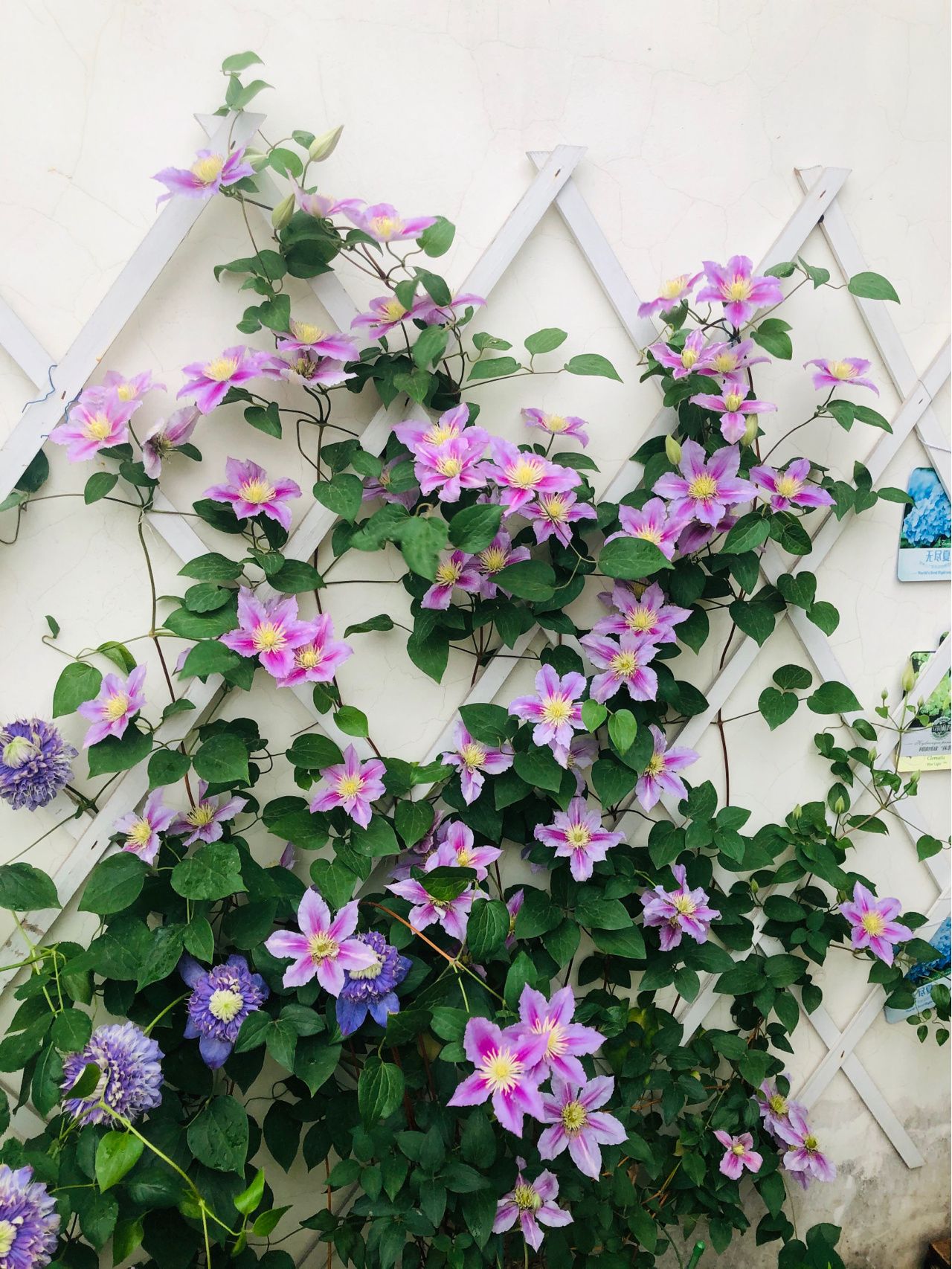 Chỉ vỏn vẹn 20m2 nhưng khu vườn sân thượng của đôi vợ chồng này như 1 "xứ sở thần tiên" thu nhỏ! - Ảnh 3.