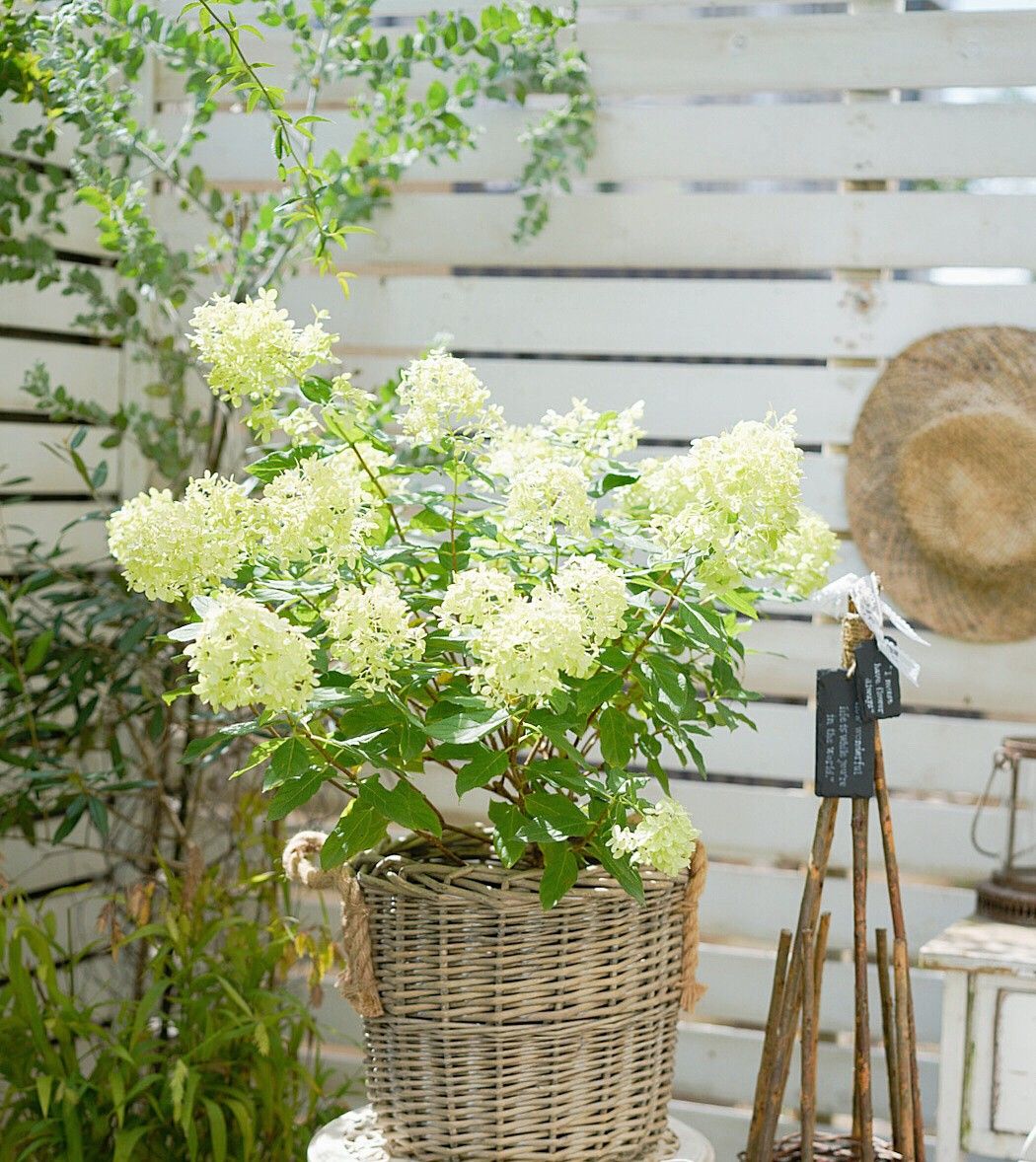 Chỉ vỏn vẹn 20m2 nhưng khu vườn sân thượng của đôi vợ chồng này như 1 "xứ sở thần tiên" thu nhỏ! - Ảnh 1.