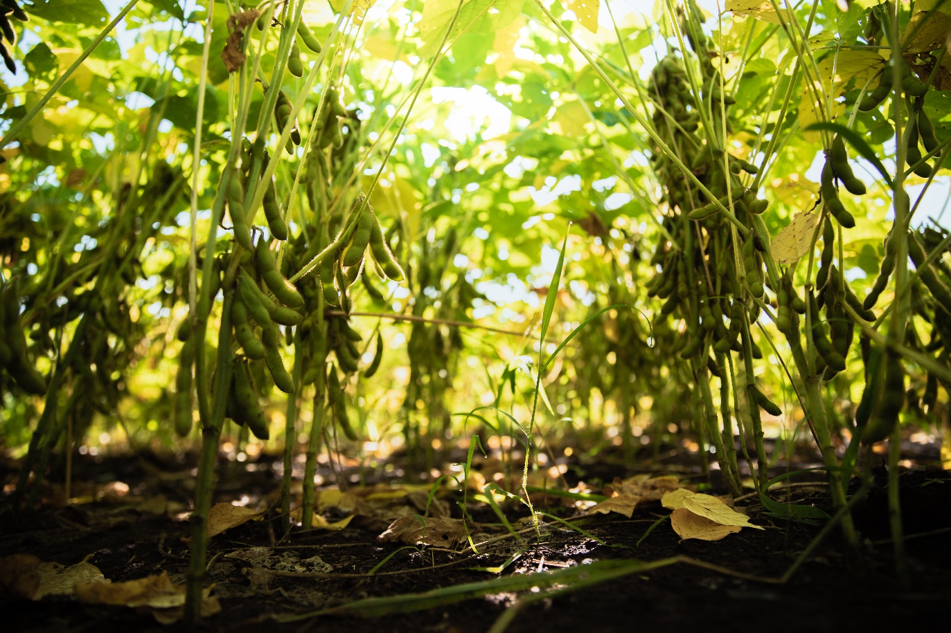 Đậu n&agrave;nh &ndash; &ldquo;Nh&agrave; m&aacute;y sản xuất đạm tự nhi&ecirc;n&rdquo;- Ảnh 1.