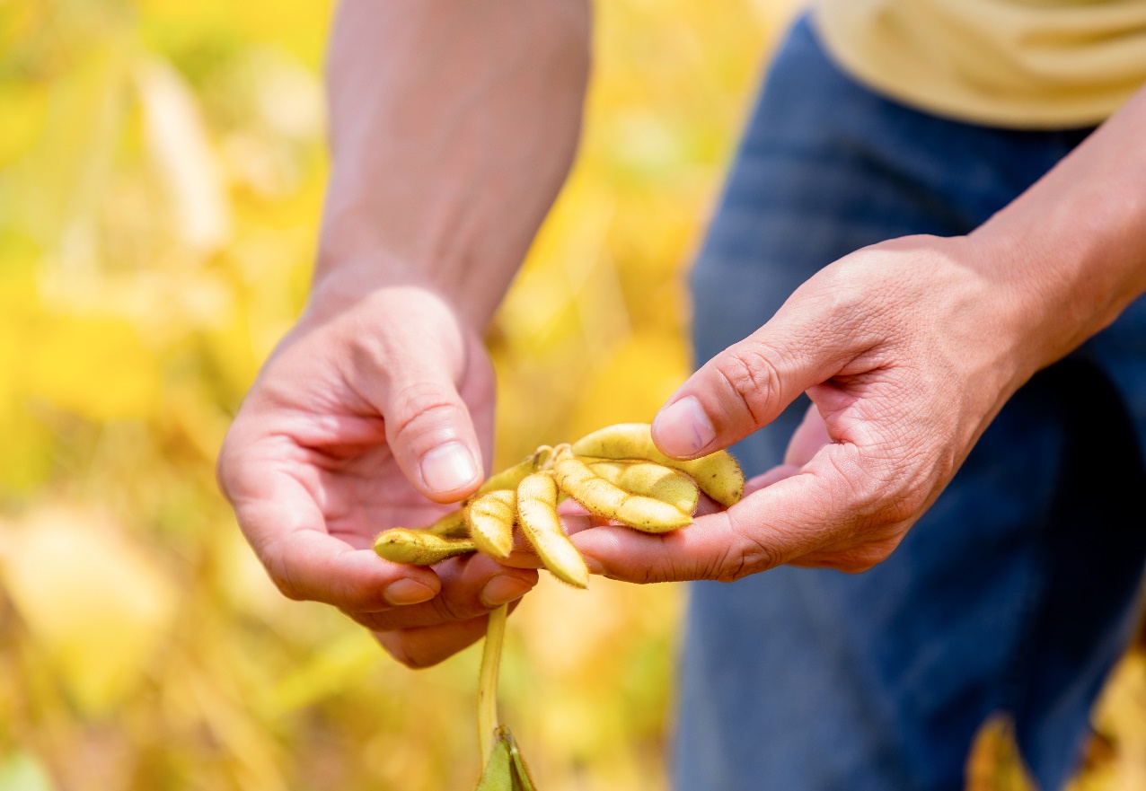 Đậu n&agrave;nh &ndash; &ldquo;Nh&agrave; m&aacute;y sản xuất đạm tự nhi&ecirc;n&rdquo;- Ảnh 2.
