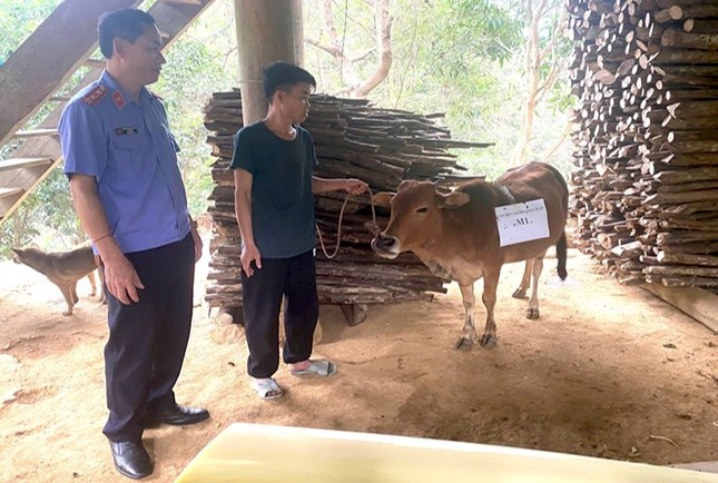 Giải quyết tranh chấp con bò bằng xét nghiệm ADN tại TAND huyện Tương Dương - Ảnh 1.