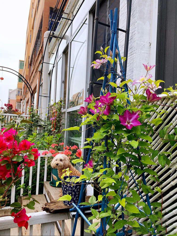 Từ bãi đất trống thành "thiên đường": Cô gái bỏ phố về biển, cải tạo 50m² sân vườn, ai đi ngang cũng phải ngoái nhìn - Ảnh 4.