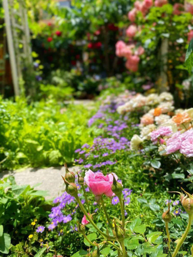 Từ bãi đất trống thành "thiên đường": Cô gái bỏ phố về biển, cải tạo 50m² sân vườn, ai đi ngang cũng phải ngoái nhìn - Ảnh 5.