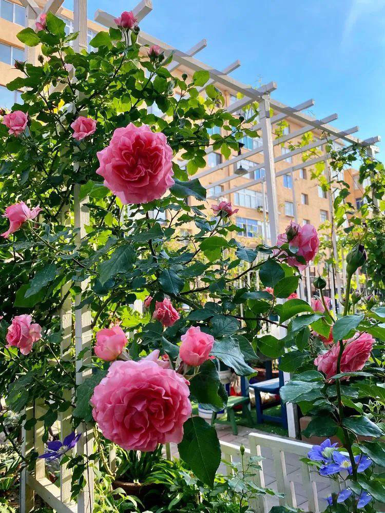 Từ bãi đất trống thành "thiên đường": Cô gái bỏ phố về biển, cải tạo 50m² sân vườn, ai đi ngang cũng phải ngoái nhìn - Ảnh 3.