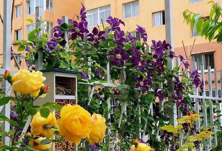 Từ bãi đất trống thành "thiên đường": Cô gái bỏ phố về biển, cải tạo 50m² sân vườn, ai đi ngang cũng phải ngoái nhìn - Ảnh 6.