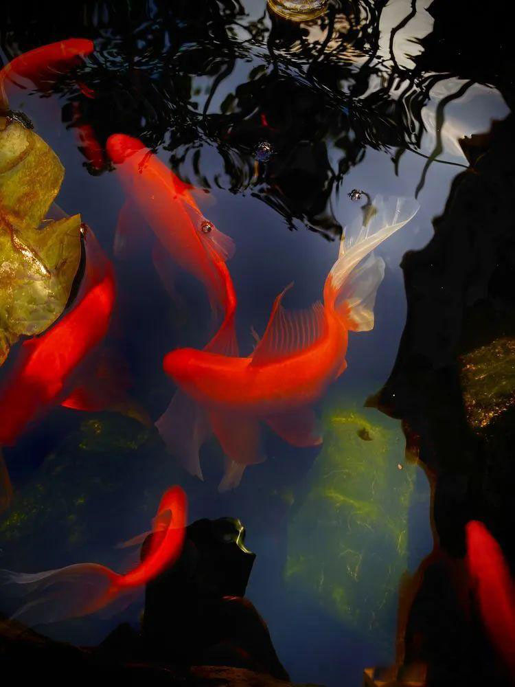 Từ bãi đất trống thành "thiên đường": Cô gái bỏ phố về biển, cải tạo 50m² sân vườn, ai đi ngang cũng phải ngoái nhìn - Ảnh 11.