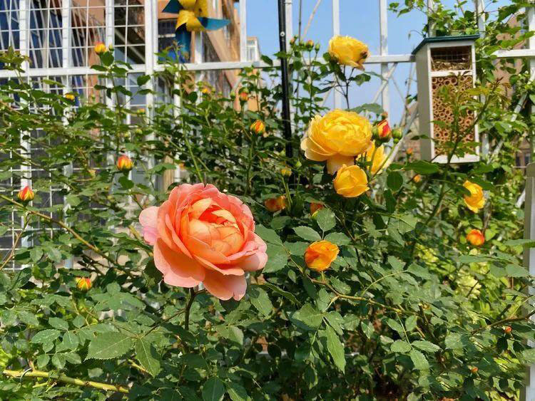 Từ bãi đất trống thành "thiên đường": Cô gái bỏ phố về biển, cải tạo 50m² sân vườn, ai đi ngang cũng phải ngoái nhìn - Ảnh 7.