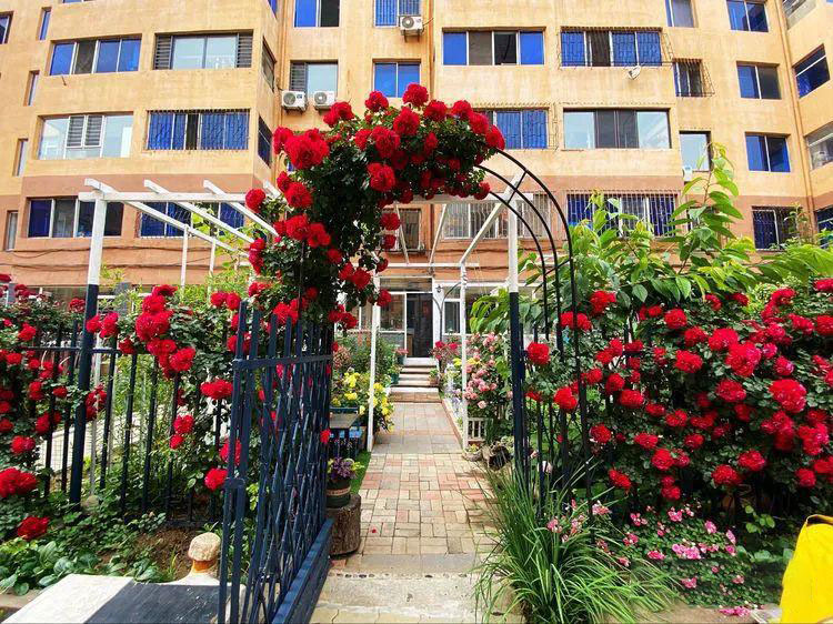 Từ bãi đất trống thành "thiên đường": Cô gái bỏ phố về biển, cải tạo 50m² sân vườn, ai đi ngang cũng phải ngoái nhìn - Ảnh 13.