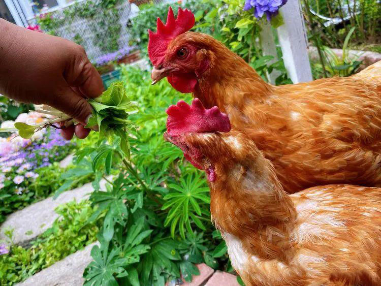 Từ bãi đất trống thành "thiên đường": Cô gái bỏ phố về biển, cải tạo 50m² sân vườn, ai đi ngang cũng phải ngoái nhìn - Ảnh 9.