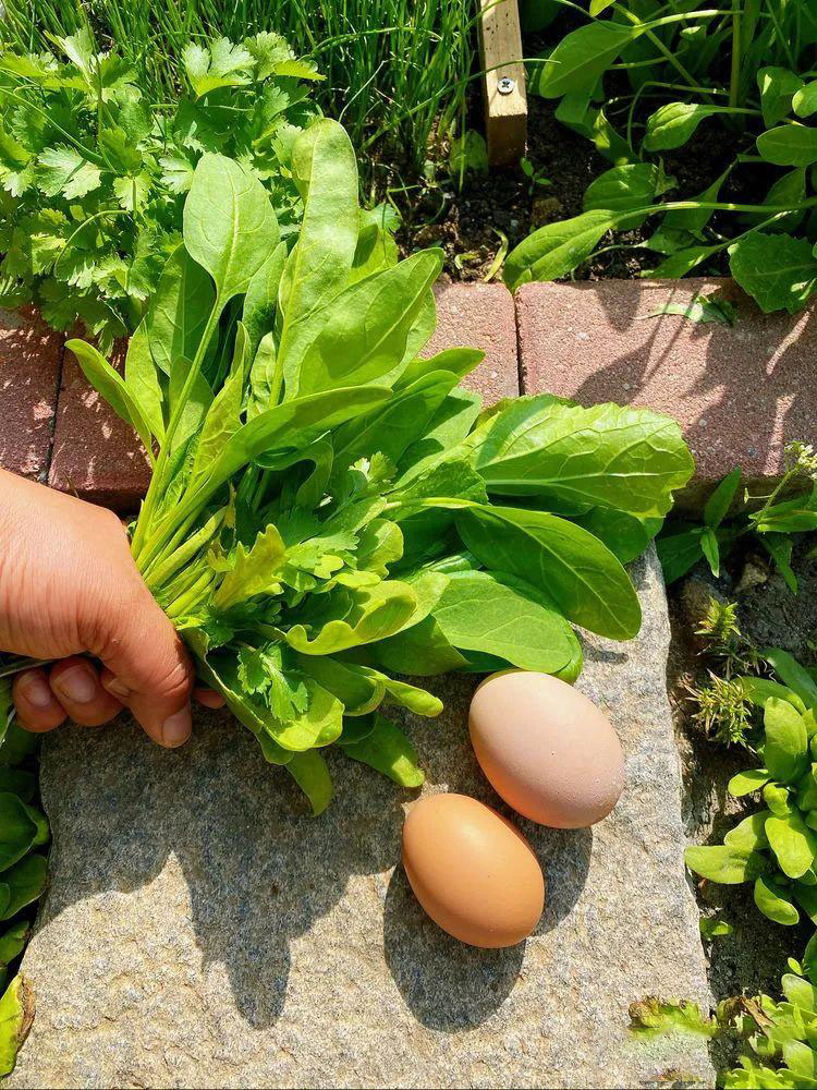 Từ bãi đất trống thành "thiên đường": Cô gái bỏ phố về biển, cải tạo 50m² sân vườn, ai đi ngang cũng phải ngoái nhìn - Ảnh 8.