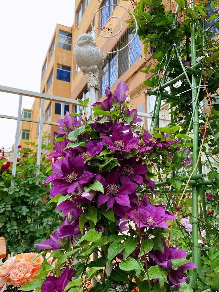 Từ bãi đất trống thành "thiên đường": Cô gái bỏ phố về biển, cải tạo 50m² sân vườn, ai đi ngang cũng phải ngoái nhìn - Ảnh 2.