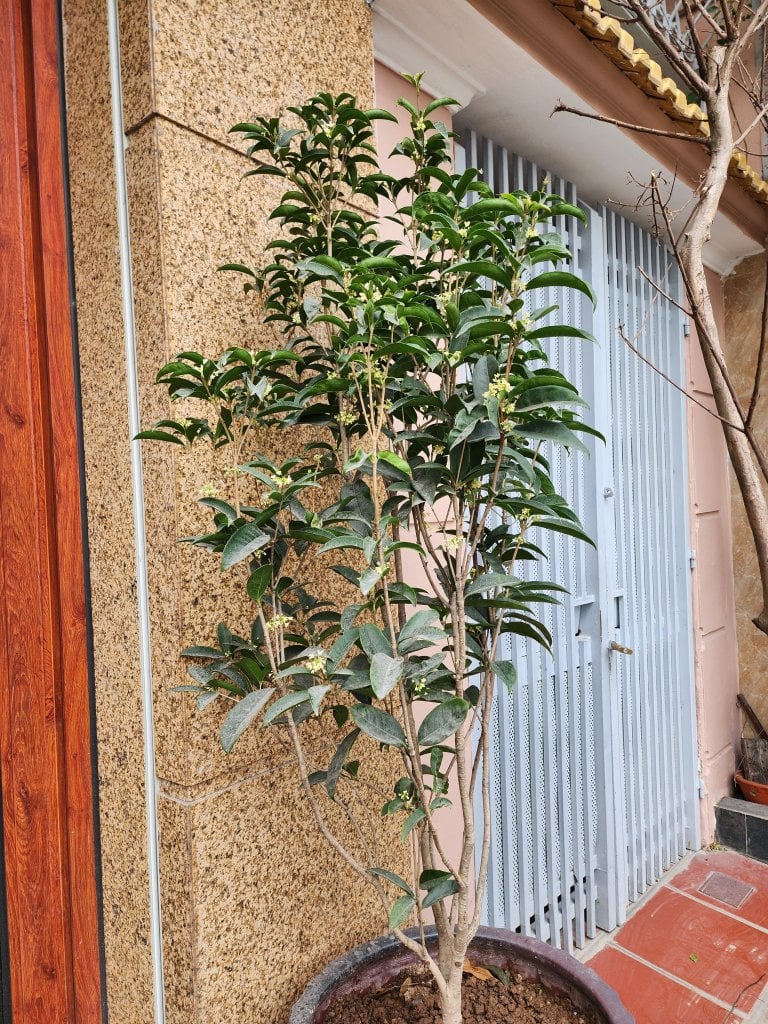 Trồng 5 c&acirc;y "ngũ lộc" trước nh&agrave;, Thần T&agrave;i tr&ocirc;ng thấy muốn gh&eacute; v&agrave;o thăm! - Ảnh 2.