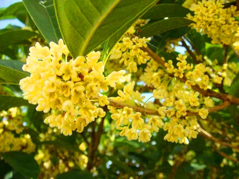 Trồng 5 c&acirc;y "ngũ lộc" trước nh&agrave;, Thần T&agrave;i tr&ocirc;ng thấy muốn gh&eacute; v&agrave;o thăm! - Ảnh 3.