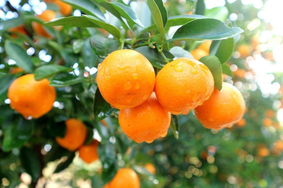 Trồng 5 c&acirc;y "ngũ lộc" trước nh&agrave;, Thần T&agrave;i tr&ocirc;ng thấy muốn gh&eacute; v&agrave;o thăm! - Ảnh 6.