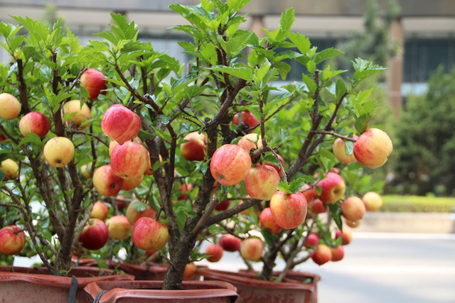 Trồng 5 c&acirc;y "ngũ lộc" trước nh&agrave;, Thần T&agrave;i tr&ocirc;ng thấy muốn gh&eacute; v&agrave;o thăm! - Ảnh 4.