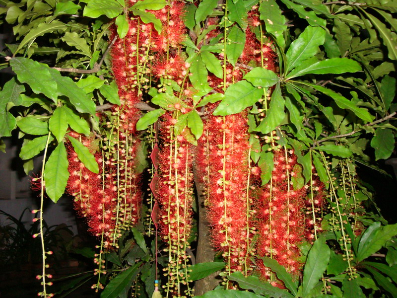 Trồng 5 c&acirc;y "ngũ lộc" trước nh&agrave;, Thần T&agrave;i tr&ocirc;ng thấy muốn gh&eacute; v&agrave;o thăm! - Ảnh 5.