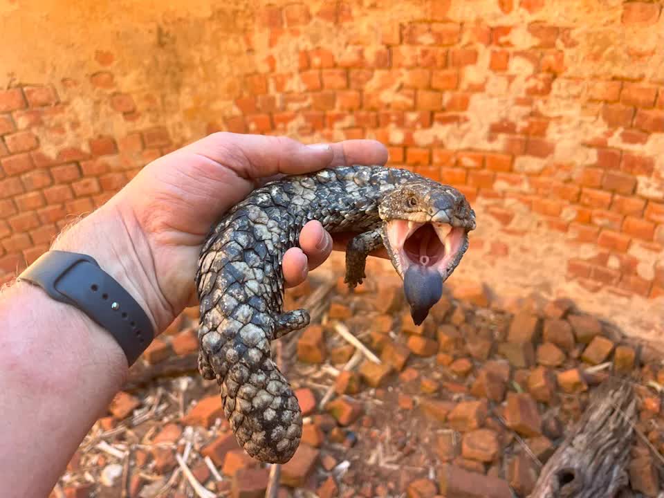Đang đi bộ, người dân có phát hiện rùng rợn chưa từng thấy dưới giếng sâu- Ảnh 3.