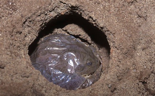 Giới khoa học bối rối khi phát hiện đàn dê sống sót hơn 250 năm trên đảo hoang không có nước ngọt - Ảnh 3.