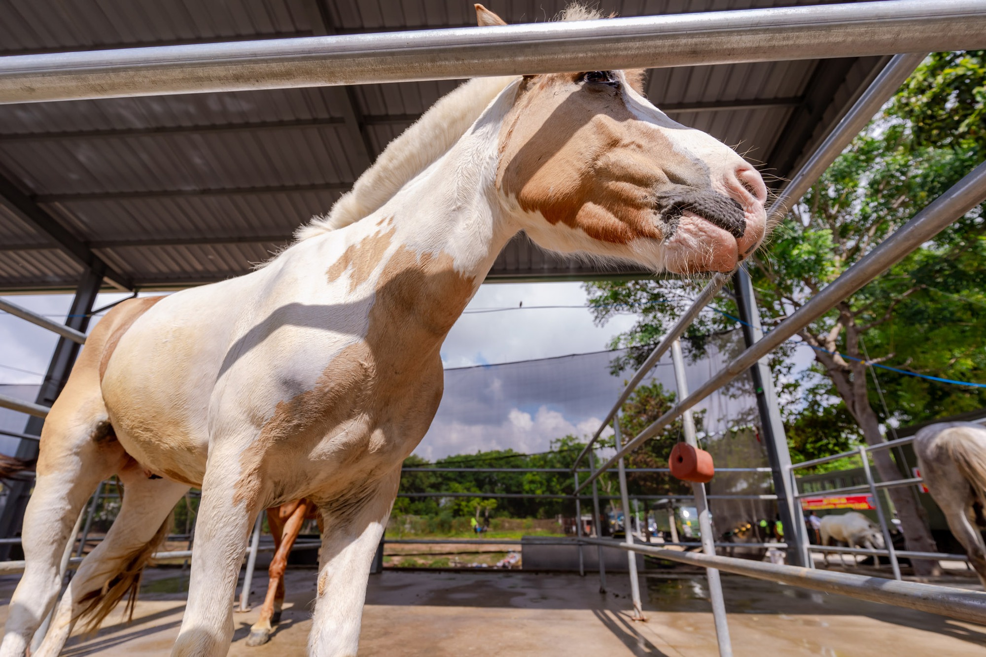 VIDEO: C&acirc;u chuyện về những ch&agrave;ng kỵ binh v&agrave; &ldquo;idol giới trẻ&rdquo; &Uacute;t Ng&aacute;o trước giờ diễu binh, diễu h&agrave;nh - Ảnh 10.