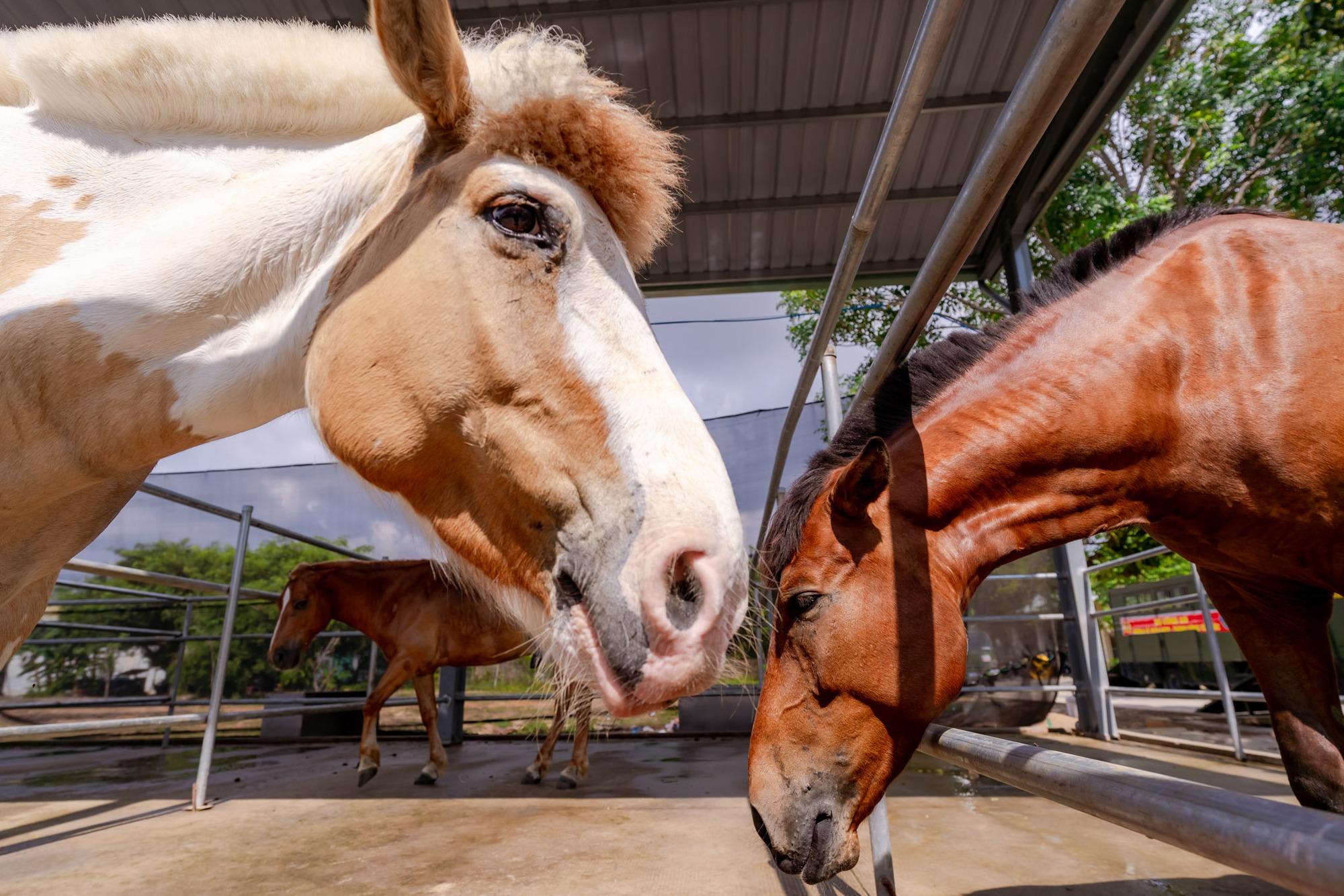VIDEO: C&acirc;u chuyện về những ch&agrave;ng kỵ binh v&agrave; &ldquo;idol giới trẻ&rdquo; &Uacute;t Ng&aacute;o trước giờ diễu binh, diễu h&agrave;nh - Ảnh 11.