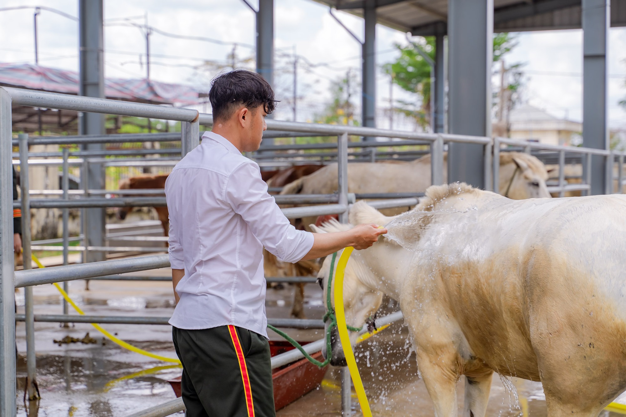 VIDEO: C&acirc;u chuyện về những ch&agrave;ng kỵ binh v&agrave; &ldquo;idol giới trẻ&rdquo; &Uacute;t Ng&aacute;o trước giờ diễu binh, diễu h&agrave;nh - Ảnh 6.