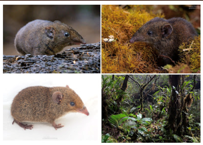 Việt Nam ph&aacute;t hiện lo&agrave;i động vật cực kỳ qu&yacute; hiếm, c&oacute; một đặc trưng được v&iacute; l&agrave; "họ h&agrave;ng" của ma c&agrave; rồng - Ảnh 2.