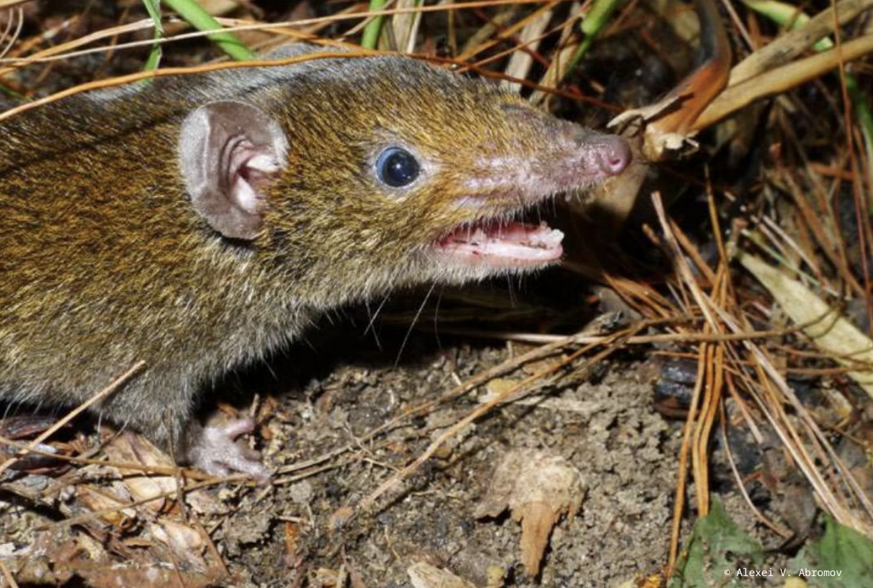 Việt Nam ph&aacute;t hiện lo&agrave;i động vật cực kỳ qu&yacute; hiếm, c&oacute; một đặc trưng được v&iacute; l&agrave; "họ h&agrave;ng" của ma c&agrave; rồng - Ảnh 1.