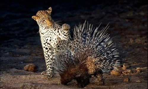 Việt Nam ph&aacute;t hiện lo&agrave;i động vật cực kỳ qu&yacute; hiếm, c&oacute; một đặc trưng được v&iacute; l&agrave; "họ h&agrave;ng" của ma c&agrave; rồng - Ảnh 3.