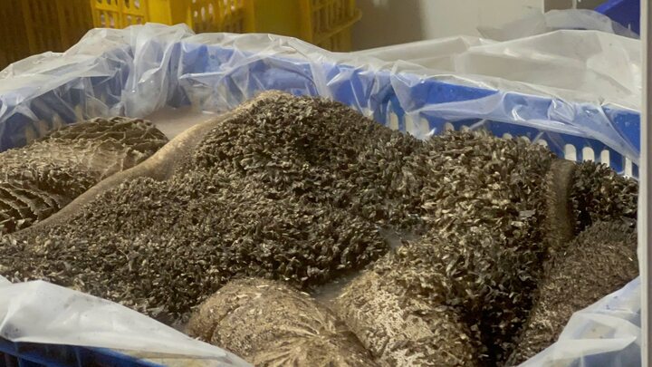 Công an Hà Nội phát hiện 10 tấn nội tạng hôi thối chuẩn bị đưa vào nhà hàng - Ảnh 3.