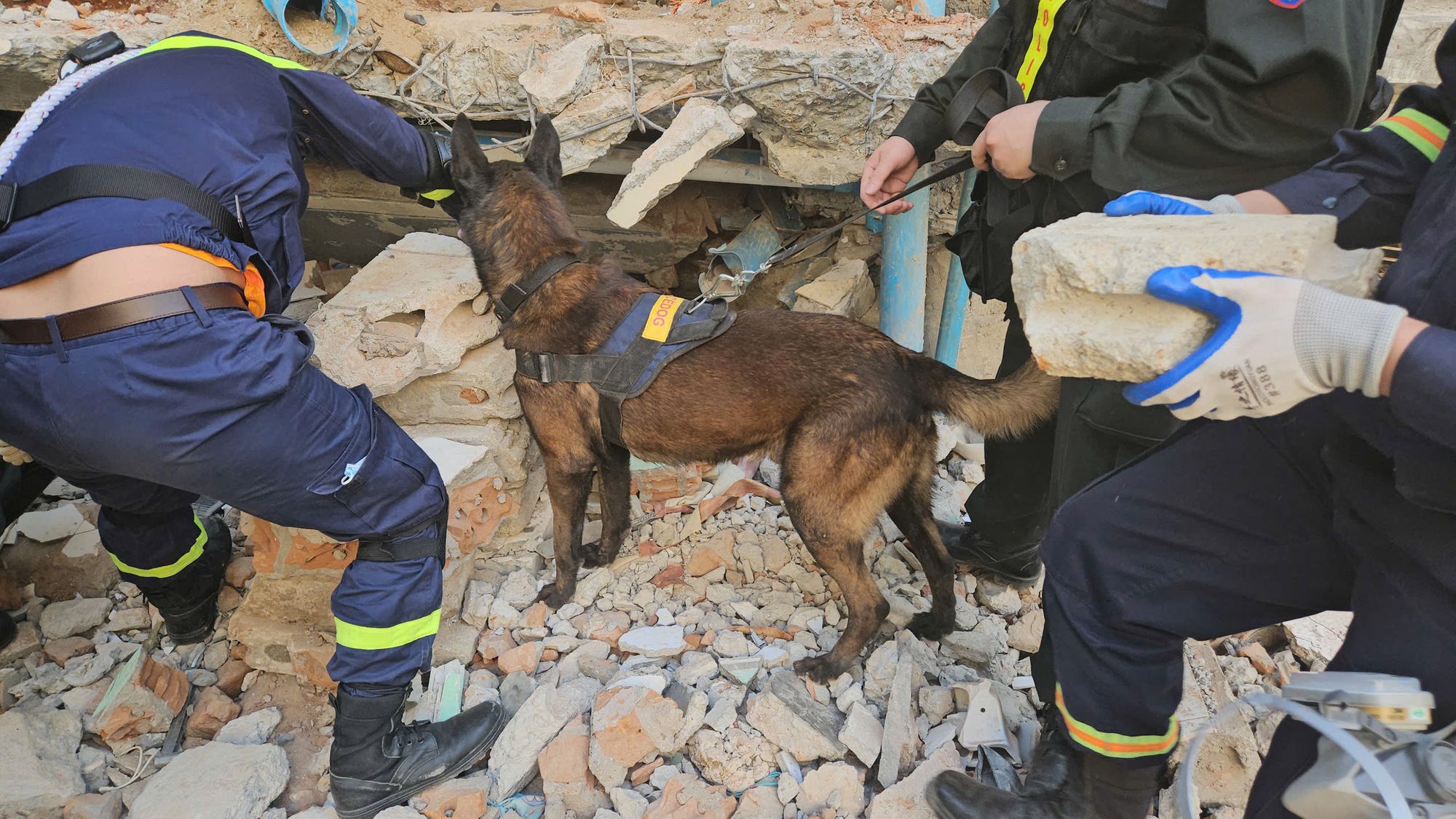 VIDEO: Nhiệm vụ đặc biệt của bộ đôi cảnh khuyển trong đoàn cứu hộ Việt Nam tại Myanmar- Ảnh 2.