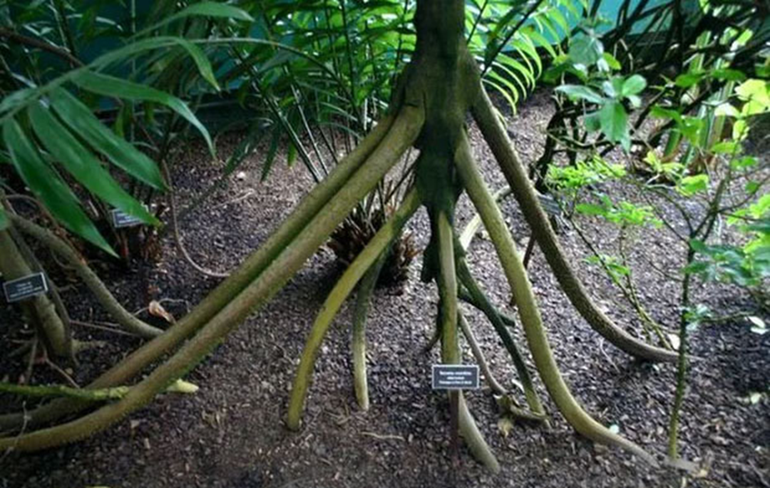 Bí ẩn loài cây biết "đi bộ" duy nhất trên thế giới, bộ rễ như "mọc chân" - Ảnh 3. Bí ẩn loài cây biết "đi bộ" duy nhất trên thế giới, bộ rễ như "mọc chân" - Ảnh 3.