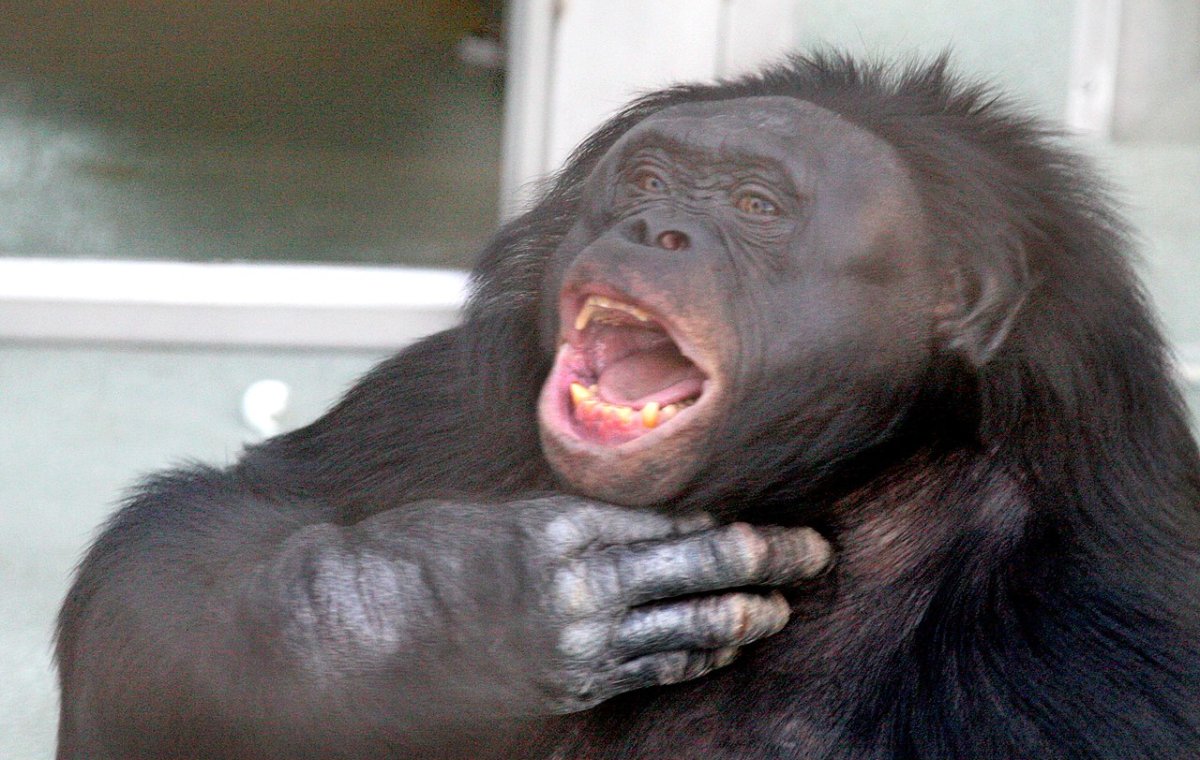 C&aacute;c nh&agrave; khoa học ph&acirc;n t&iacute;ch 'tiếng n&oacute;i' của lo&agrave;i tinh tinh l&ugrave;n v&agrave; ph&aacute;t hiện ra rằng c&uacute; ph&aacute;p của n&oacute; rất giống tiếng n&oacute;i của con người- Ảnh 1.