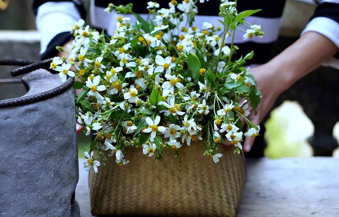 Loại c&acirc;y l&agrave; "kẻ th&ugrave; nh&agrave; n&ocirc;ng" lại được v&iacute; như cỏ thần, thế giới đ&aacute;nh gi&aacute; cao - Ảnh 2.