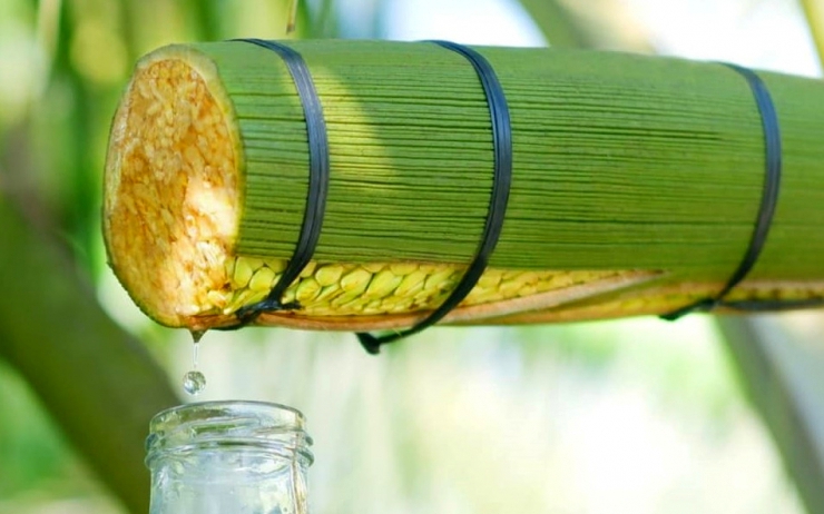 Kiên trì hứng &quot;vàng lỏng&quot; từ cây dừa, chàng thạc sĩ bỏ nghề về quê thu được 30 tỷ mỗi năm