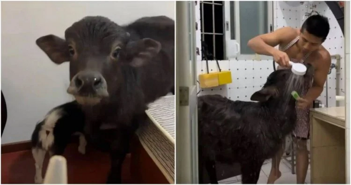 Nuôi trâu làm thú cưng trong thành phố, chàng trai chịu nhiều thách thức - Ảnh 1.