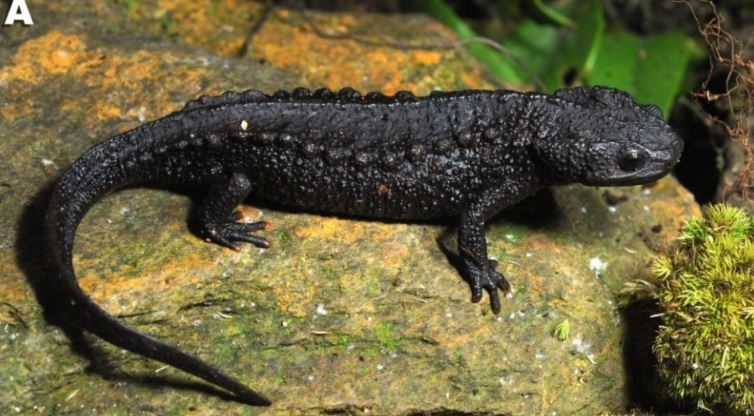 Lo&agrave;i vật mới qu&yacute; hiếm chưa từng ghi nhận tr&ecirc;n thế giới, vừa được ph&aacute;t hiện ở Việt Nam- Ảnh 1.