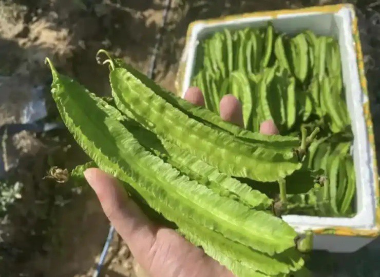 - Ảnh 2. - Ảnh 2.