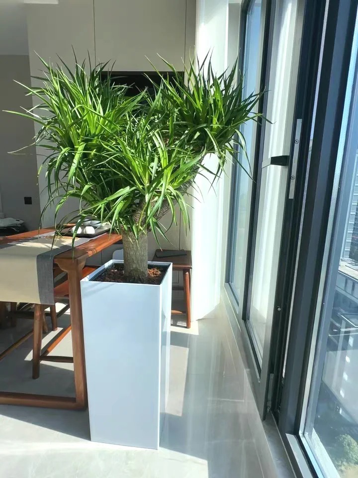 Loại cây cảnh phong thủy thường xuất hiện trong nhà giàu, sinh khí dồi dào, tài lộc đầy nhà: Hóa ra biệt thự triệu đô nhà Tăng Thanh Hà cũng có- Ảnh 3. Loại cây cảnh phong thủy thường xuất hiện trong nhà giàu, sinh khí dồi dào, tài lộc đầy nhà: Hóa ra biệt thự triệu đô nhà Tăng Thanh Hà cũng có- Ảnh 3.