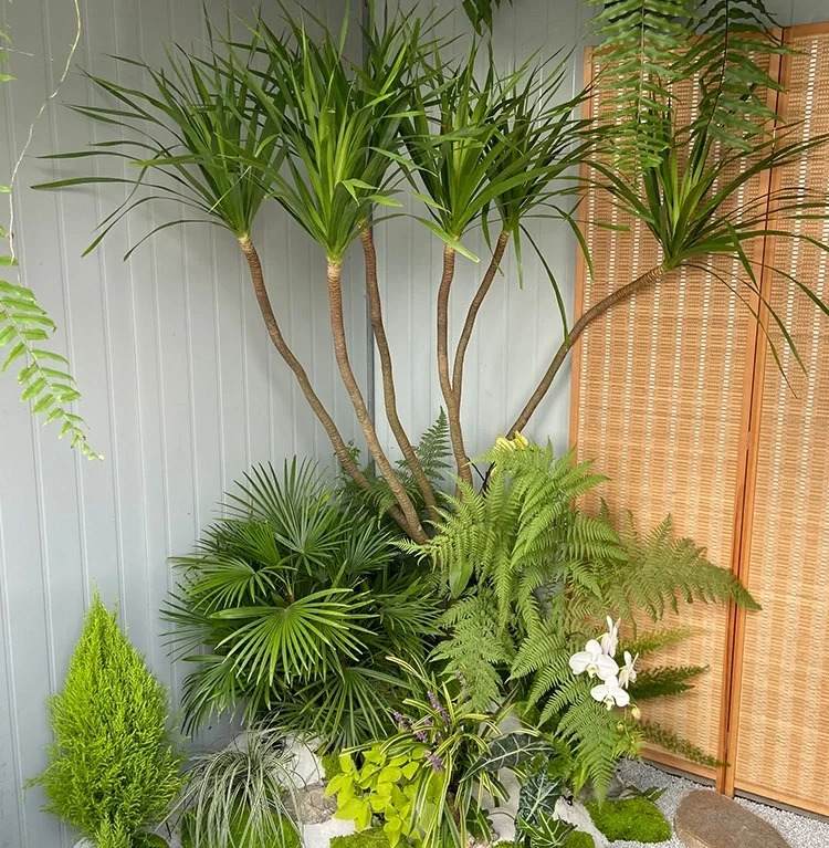 Loại cây cảnh phong thủy thường xuất hiện trong nhà giàu, sinh khí dồi dào, tài lộc đầy nhà: Hóa ra biệt thự triệu đô nhà Tăng Thanh Hà cũng có- Ảnh 9. Loại cây cảnh phong thủy thường xuất hiện trong nhà giàu, sinh khí dồi dào, tài lộc đầy nhà: Hóa ra biệt thự triệu đô nhà Tăng Thanh Hà cũng có- Ảnh 9.