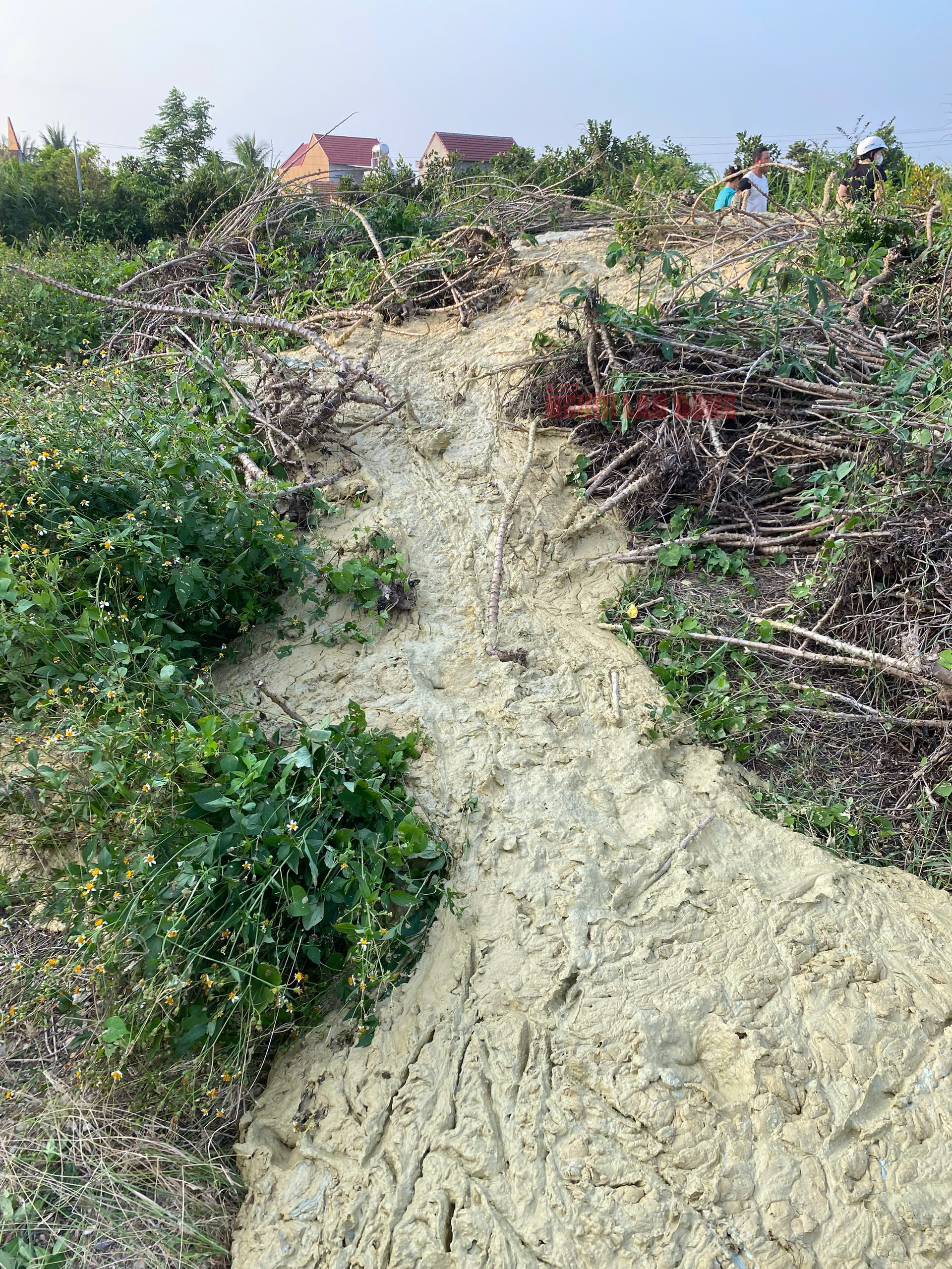 Hiện tượng nứt đất và bùn trào ở Phú Yên gây lo lắng - Ảnh 4.