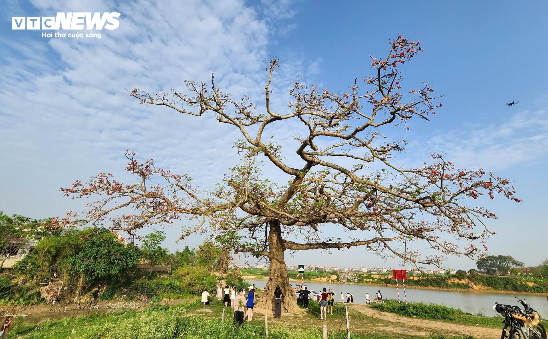 Check - in cây hoa gạo trăm tuổi tại ngã ba Xà , nơi phát tích bài thơ thần - Ảnh 1.