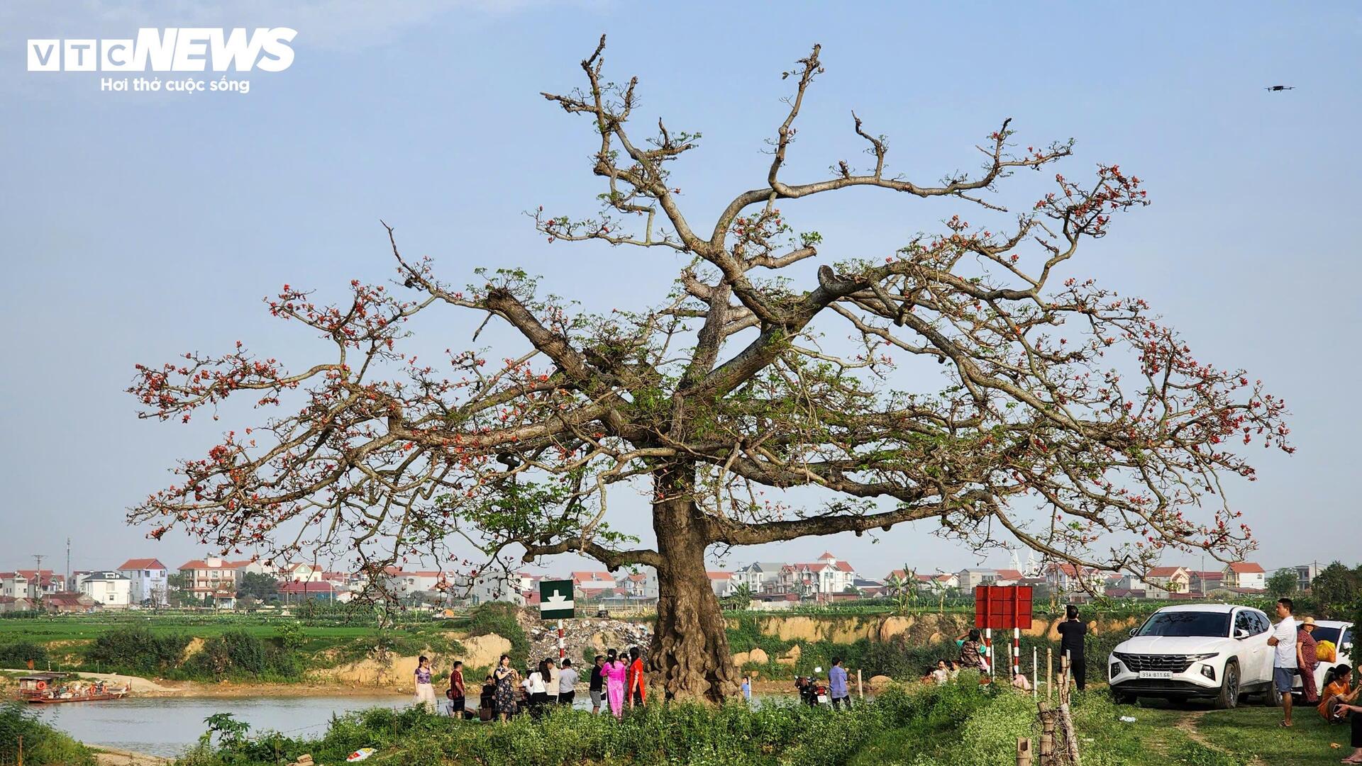 Check - in cây hoa gạo trăm tuổi tại ngã ba Xà , nơi phát tích bài thơ thần - Ảnh 7.