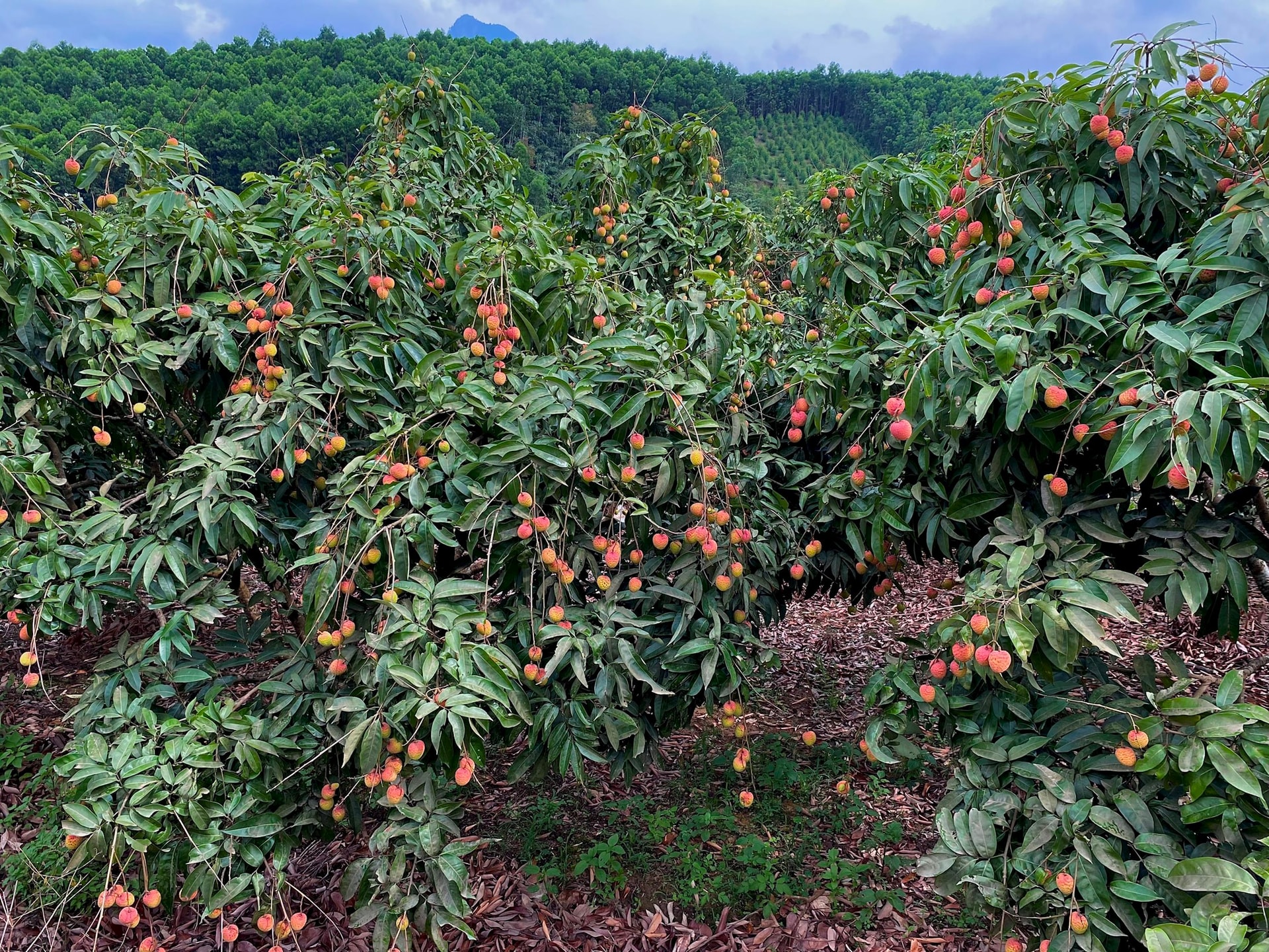 GRDP 4 tỉnh được định hướng lên thành phố trực thuộc Trung ương sau sáp nhập tăng trưởng ra sao trong quý I/2025? - Ảnh 2.