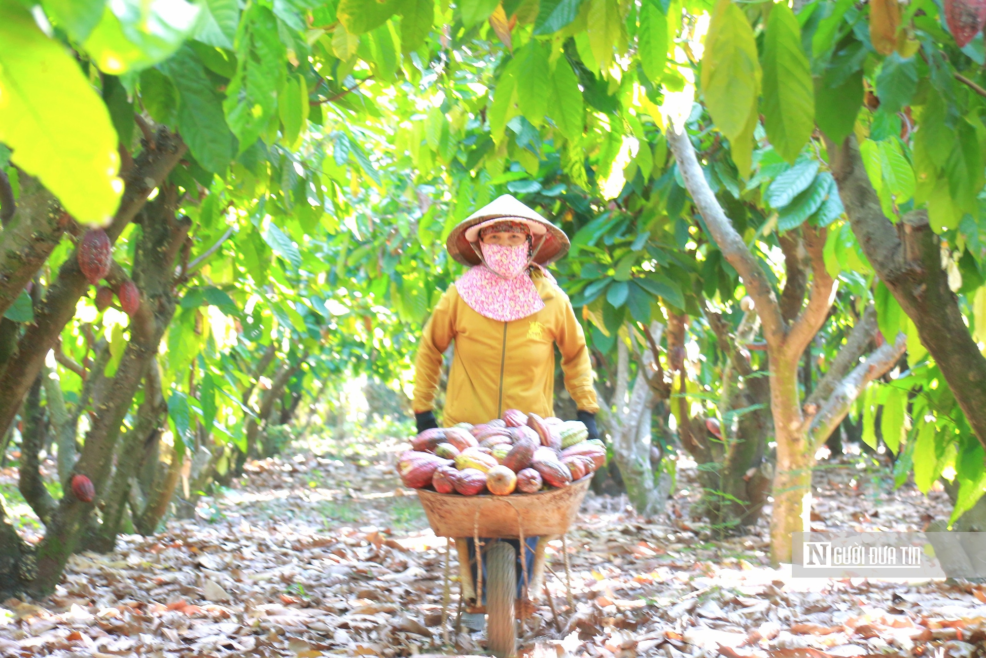 C&acirc;y ca cao &ldquo;lội ngược d&ograve;ng&rdquo; sau gần 20 năm bị l&atilde;ng qu&ecirc;n- Ảnh 1.