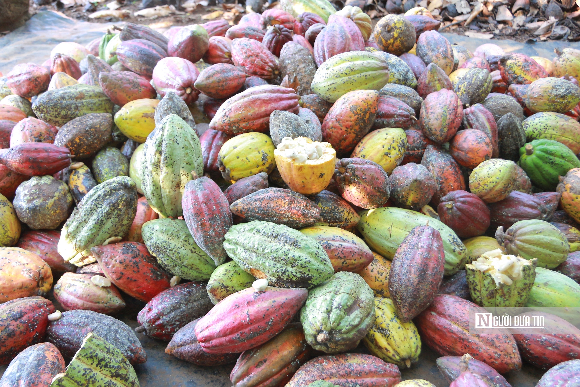 C&acirc;y ca cao &ldquo;lội ngược d&ograve;ng&rdquo; sau gần 20 năm bị l&atilde;ng qu&ecirc;n- Ảnh 2.