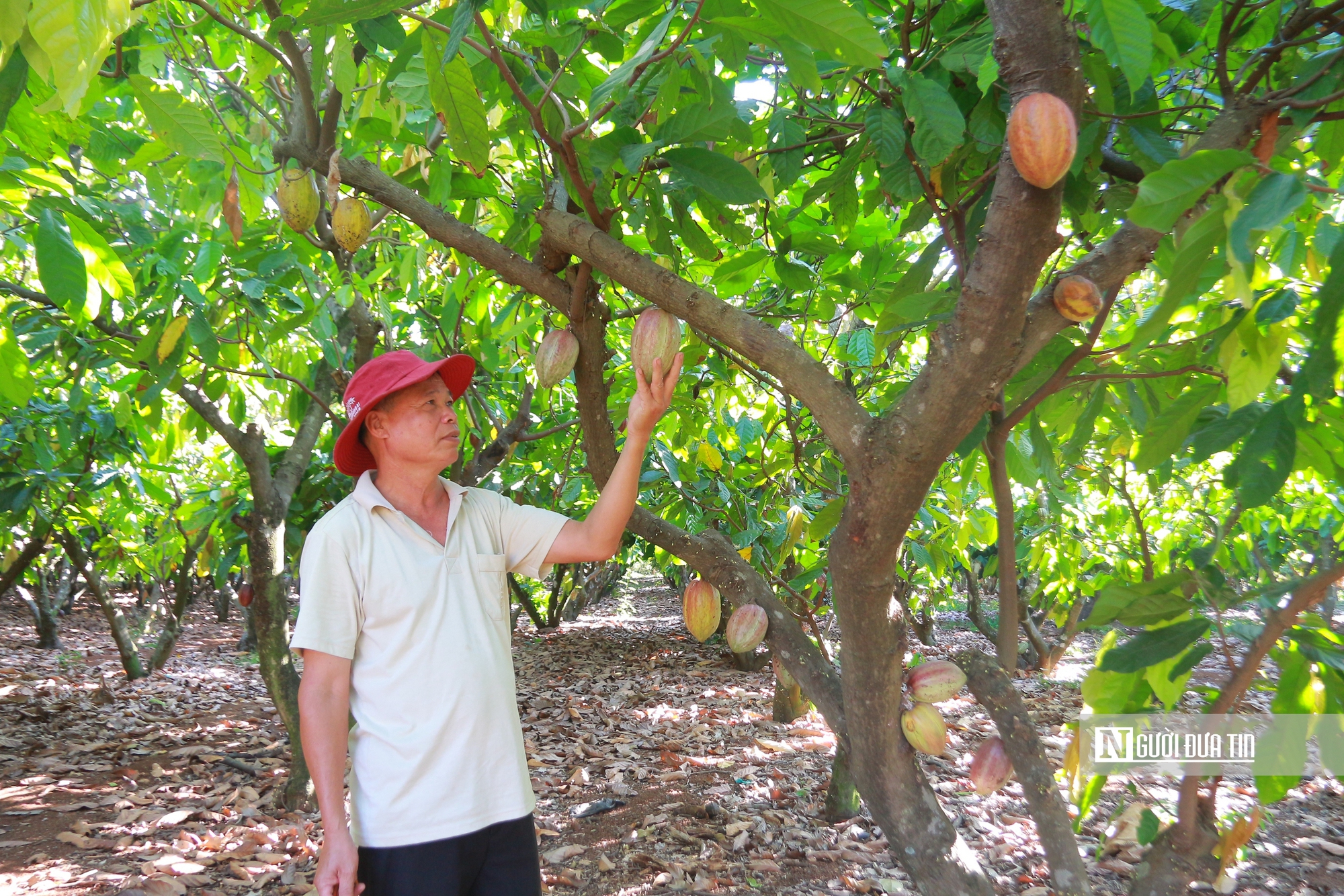 C&acirc;y ca cao &ldquo;lội ngược d&ograve;ng&rdquo; sau gần 20 năm bị l&atilde;ng qu&ecirc;n- Ảnh 3.