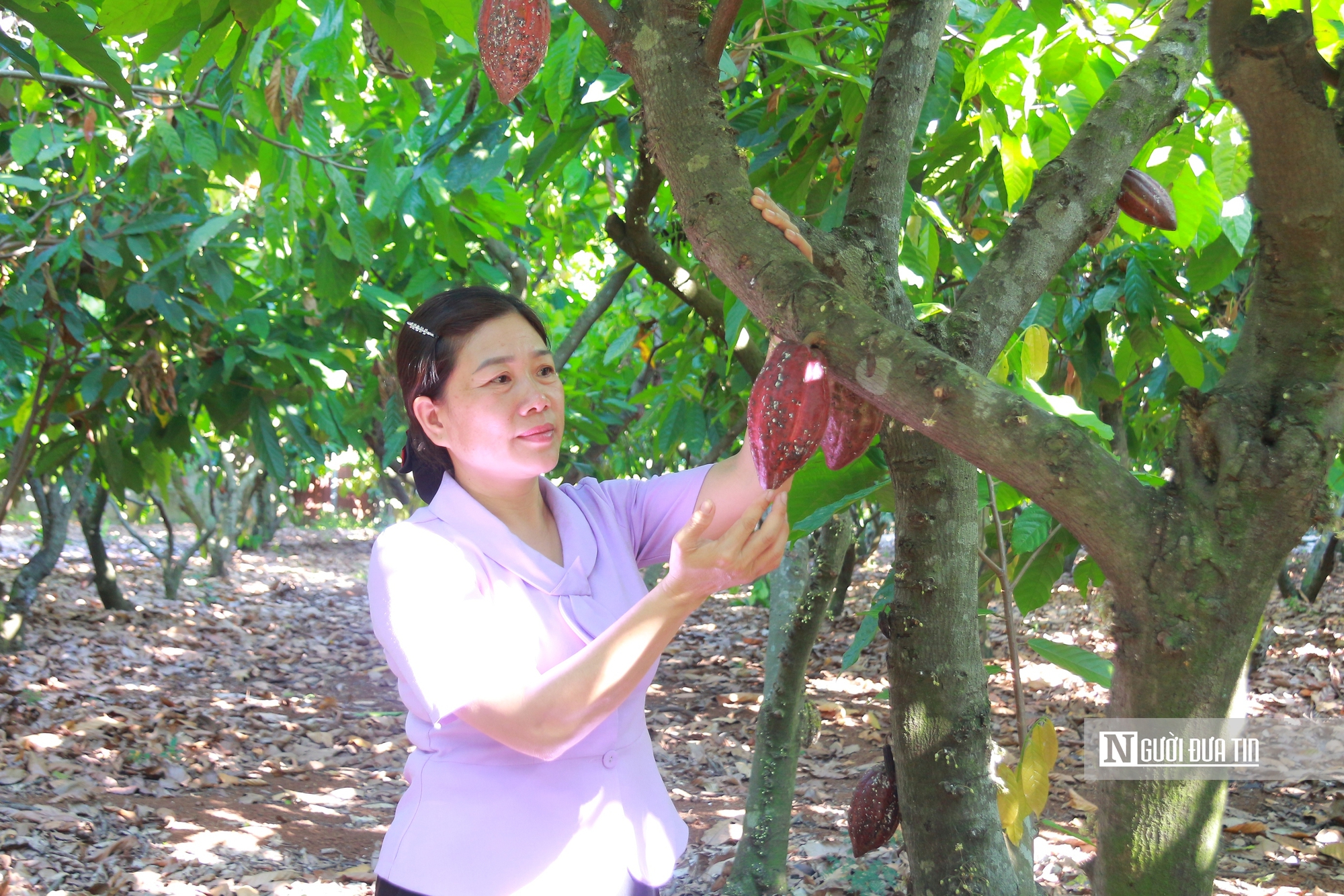 C&acirc;y ca cao &ldquo;lội ngược d&ograve;ng&rdquo; sau gần 20 năm bị l&atilde;ng qu&ecirc;n- Ảnh 6.