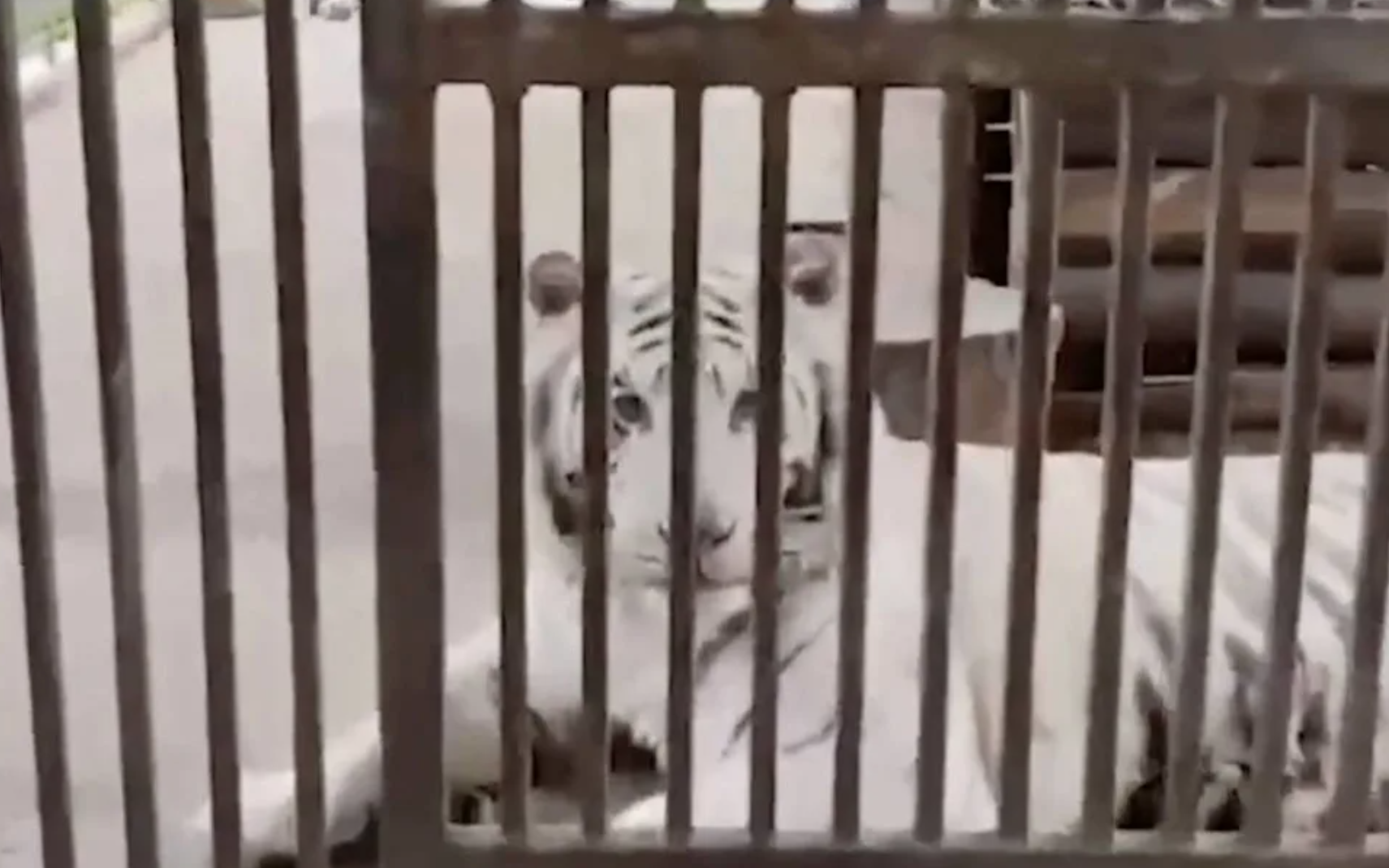 Người truyền cảm hứng cho toàn thế giới về tình yêu động vật bị hổ trắng vồ chết - Ảnh 2.